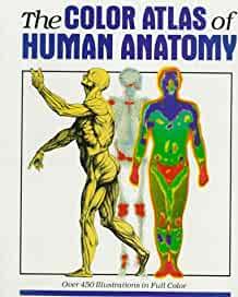 Image for The Color Atlas of Human Anatomy (English and Italian Edition)